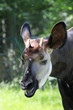1007050 - Okapi-Porträt