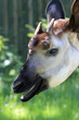 1007052 - Okapi im Profil