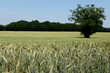 Champ de blé
