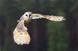 Schleiereule im Flug