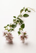 marjoram