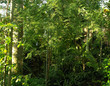 Greenery background