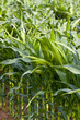 Maisfeld im Sommer Maisfeld im Sommer