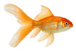 gold fish isolated on white gold fish isolated on white