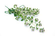 Blooming Oregano
