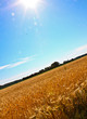 Field of wheat with Sun