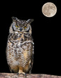 Gufo Notturno
