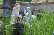 schlosspark schönbrunn