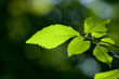 Forest detail Forest detail