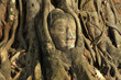 head of buddha in the tree in wat mahatad, thailand
