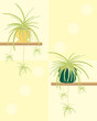 spider plant