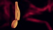 Orange Note Shadow Dance Loop