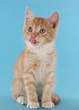 adorable kitten