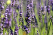 Lavanda