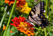 Butterfly on vibrant zinnia flower.