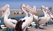 Australian pelicans