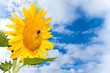 Sunflower and sky
