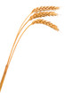 Isolated bunch of wheat Isolated bunch of wheat