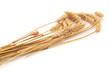Isolated bunch of wheat Isolated bunch of wheat