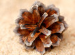 pinecone pinecone