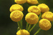 tansy tansy