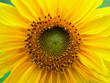 sunflower close-up sunflower close-up