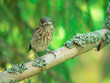 The nestling of a Pied Flycatcher. The nestling of a Pied Flycatcher.