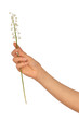 lily of the valley
