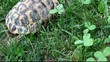 tortue de terre