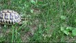 tortue de terre