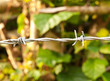 Barbed Wire