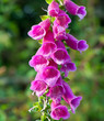 Foxglove