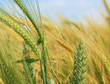 Wheat in the Field Wheat in the Field