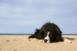 Dog Waiting to Play on the Beach Dog Waiting to Play on the Beach