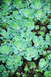 Pistia  (Water cabbage) -  detail