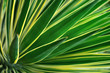 Close up of Yucca