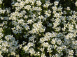 Lilium květiny