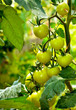 Green tomatoes hanging from branch in the backyard