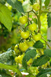 Green tomatoes hanging from branch in the backyard