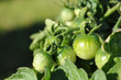 Green Tomatoes