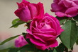 Foto: Edelrose in Pink Edelrose in Pink