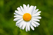 margeriten-daisy flower