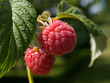 Himbeeren