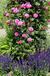 Rosen_d2254