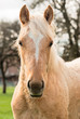 Foto: Young horse Young horse