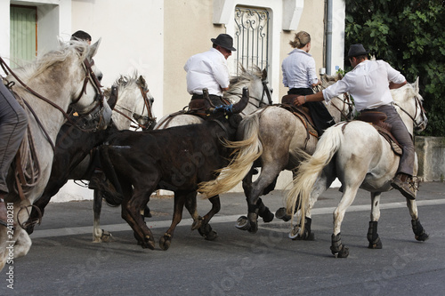 Photo: abrivado Chevaux et taurreaux abrivado Chevaux et taurreaux