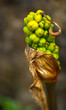 Arum cyrenaicum