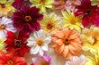 flowers on the water