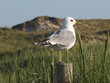 Möwe auf Amrum