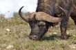 African Buffalo